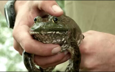 Kampf gegen den Ochsenfrosch