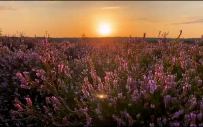 Sonnenuntergang in der Mehlinger Heide