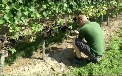 Gefährden EU-Pläne den Weinbau?