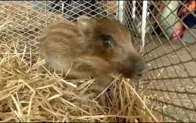 Kleines Wildschwein sucht neues Zuhause