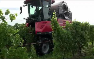 Federweißer-Lese an der Mosel hat begonnen