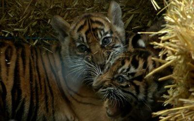Zwei neue Tigerbabys im Frankfurter Zoo