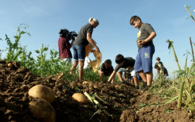 Erntezeit bei „Kids an die Knolle“