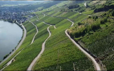 Weinlese an der Mosel