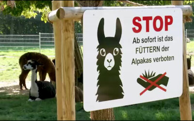 Tragödie bei den Alpakas im Tierpark Klosterwald