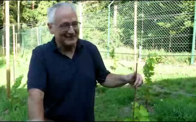 Höchster Weinberg der Pfalz