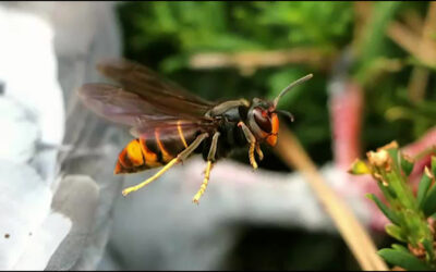 Asiatische Hornisse bedroht heimische Bienenarten