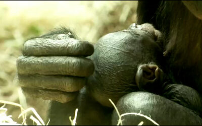 Bonobo-Baby im Frankfurter Zoo