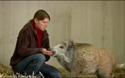 Jägerin zieht Wildschwein auf