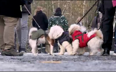 Weihnachtsmarkt für Hunde