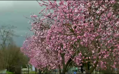 Erste Frühlingsboten – Mandelblüte in Bad Dürkheim