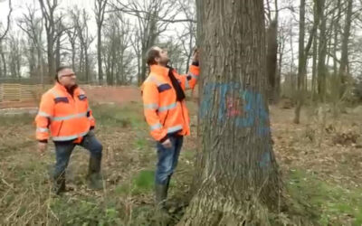 Käfer verzögert Bau des Riederwaldtunnels