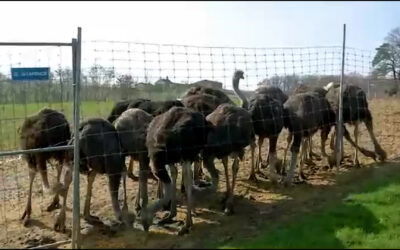 Emu findet neue Heimat unter Straußen