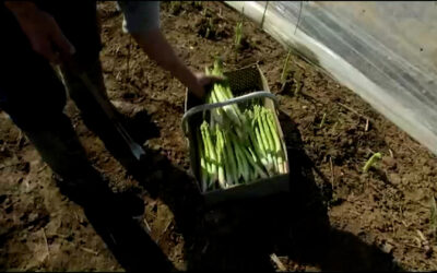 Erster grüner Spargel geerntet