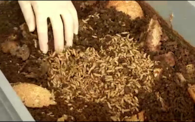 Seife aus Insektenlarven