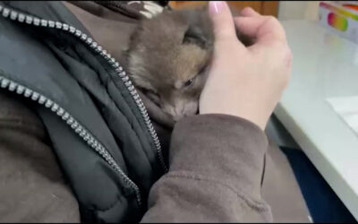 Fuchsbabys bei der Wildtierhilfe Mücke
