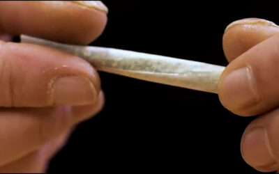 Umstrittene Cannabis-Freigabe