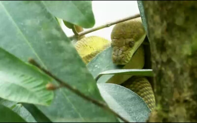 Gold-Pythons im Frankfurter Zoo