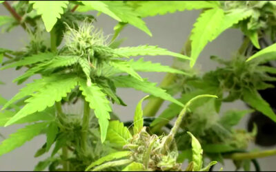 Wie gefährlich ist die Cannabis-Freigabe?
