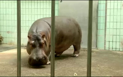 150 Jahre Zoo im Frankfurter Ostend