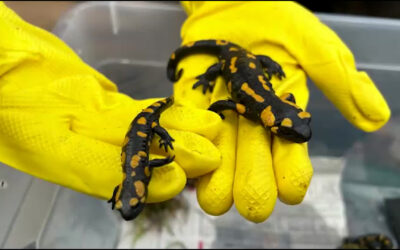 Gerettete Feuersalamander im Frankfurter Zoo