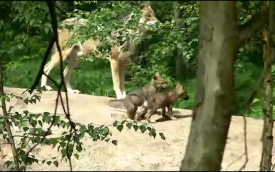 Wolfsnachwuchs im Hanauer Wildpark