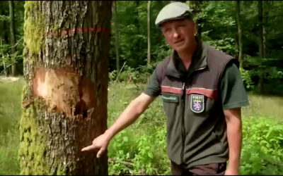 Schädlinge bedrohen Eichen