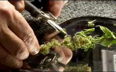 Cannabis-Clubs vor dem Start