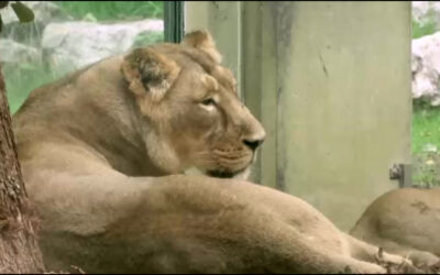 Neues Löwengehege im Frankfurter Zoo