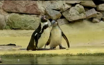 Pinguin-Nachwuchs im Landauer Zoo
