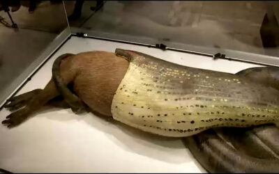 Anakonda und Wasserschwein wieder im Senckenberg-Museum