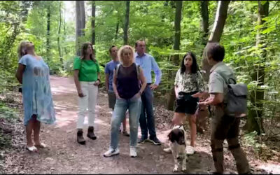 Grüne kritisieren Aus für Wald-Öko-Siegel