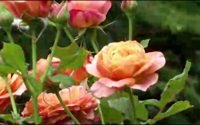 Rosengarten in Zweibrücken