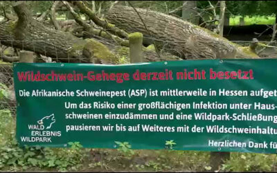 Schweinepest gefährdet Zootiere