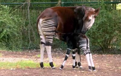 Okapi-Nachwuchs im Frankfurter Zoo