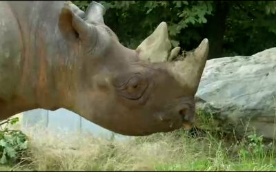 Nashorn Taco neu im Frankfurter Zoo