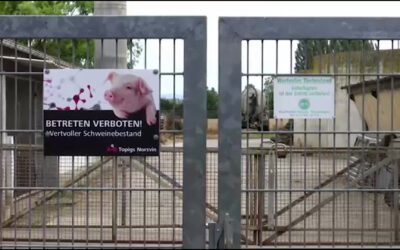 Schweinepest in Trebur