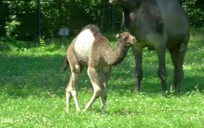Süßer Nachwuchs – Dromedarfohlen im Landauer Zoo