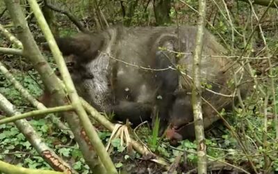 Afrikanische Schweinepest breitet sich aus – Hessen und RLP betroffen
