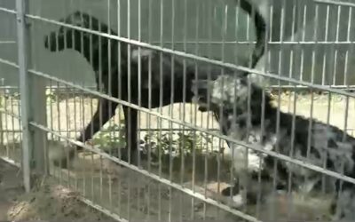 Überfüllte Tierheime