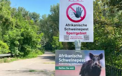 Kampf gegen die Schweinepest