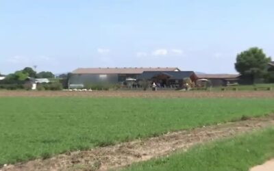 Afrikanische Schweinepest erstmals bei Hausschwein in Rheinland-Pfalz nachgewiesen
