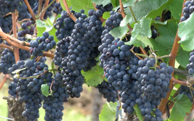 Weinlese beginnt