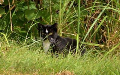 Probleme mit wilden Katzen in Wolfhagen