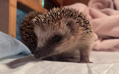 Igel werden für den Winterschlaf aufgepäppelt