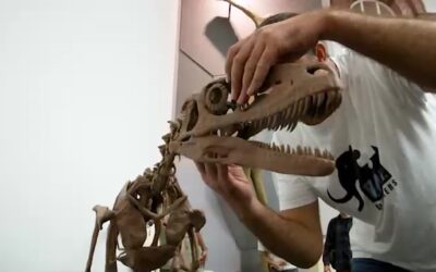 Neue Dinosaurier im Senckenberg Museum