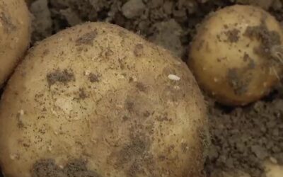 Zikaden bedrohen Kartoffelernte