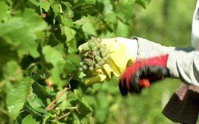 Wie wird der Weinjahrgang 2024?