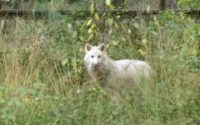 Kein Wolfsheulen mehr im Hanauer Wildpark
