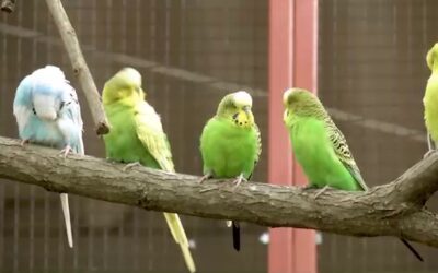 Neue Vogelwiese im Zoo Neuwied